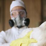 CDC confirma 66 casos de gripe aviar en humanos en EE.UU. y mutaciones preocupantes  