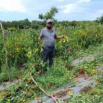 PLD denuncia República Dominicana importa RD$782 millones diario en alimentos, quiebran productores locales