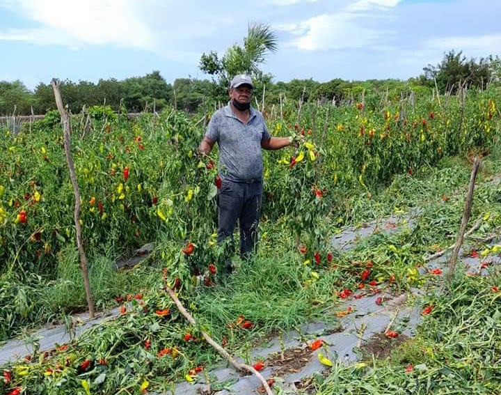 PLD denuncia República Dominicana importa RD$782 millones diario en alimentos, quiebran productores locales